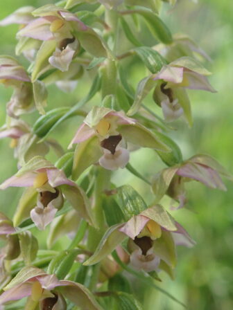 Epipactis helleborine BOF JP