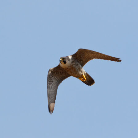 Falco peregrinus Werner Van Mele CC BY NC ND