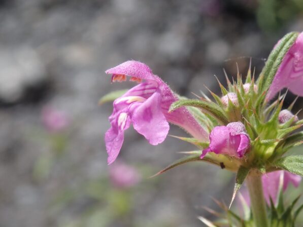 Galeopsis angustifolia JP