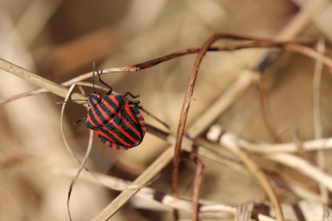 Graphosoma italicum italicum JP