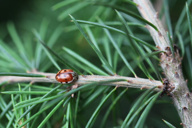 Harmonia quadripunctata JP