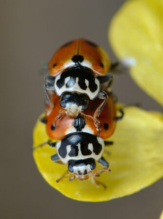 Hippodamia variegata GS