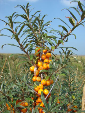 Hippophae rhamnoides subsp rhamnoides L 1753 DIGITAL Benoît Toussaint