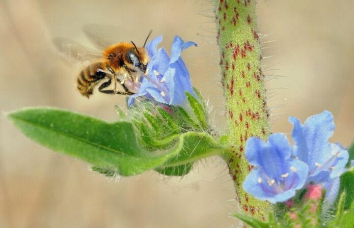 Hoplitis tridentata Lex Peeters