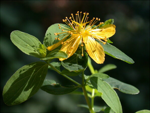 Hypericum maculatum DIGITAL Dupont Fréderic