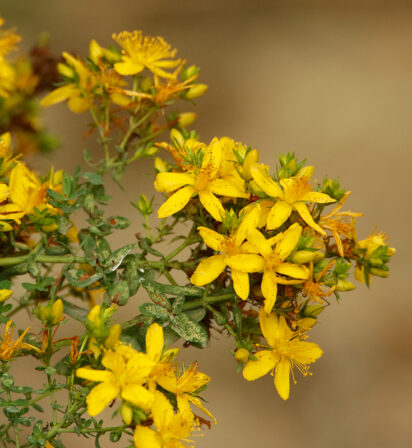 Hypericum perforatum Herman Blockx CC BY NC ND