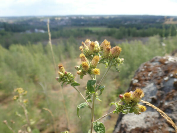 Inula conyzae MB