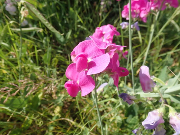 Lathyrus tuberosus JP