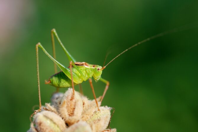 Leptophyes punctatissima GS