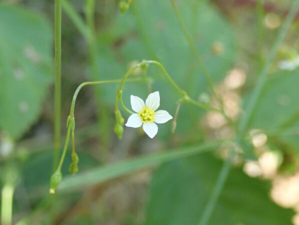 Linum catharticum MB