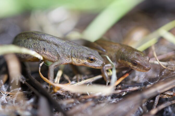 Lissotriton vulgaris JP