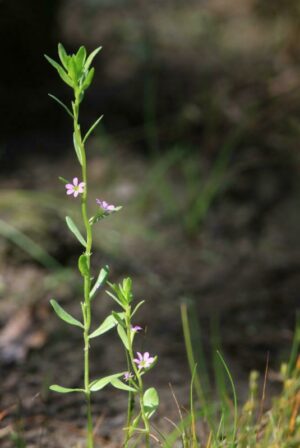 Lythrum hyssopifolia CC BY NC ND Johannes Jansen