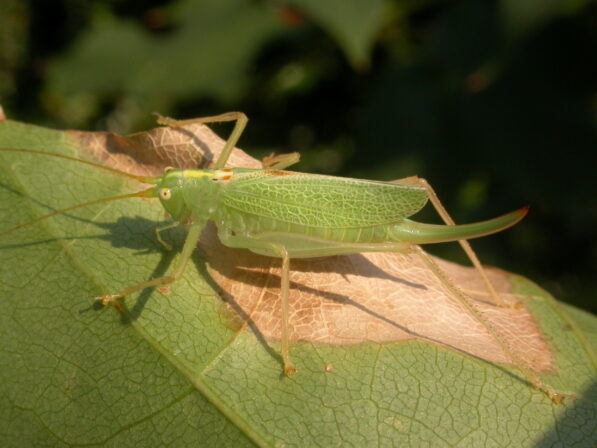 Meconema thalassinum JP