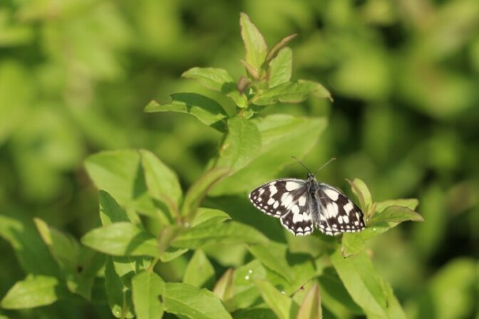 Melanargia galathea JPH