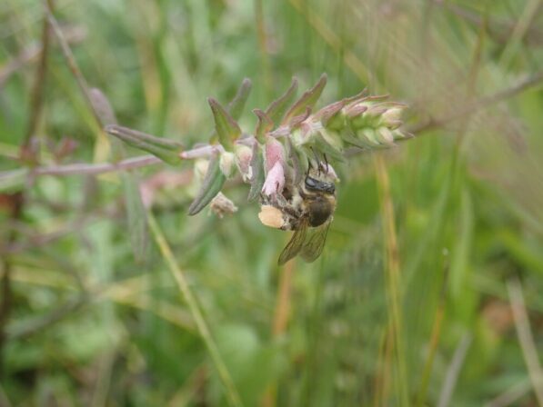 Melitta tricincta JP