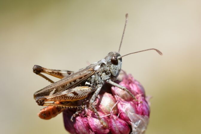 Myrmeleotettix maculatus GS