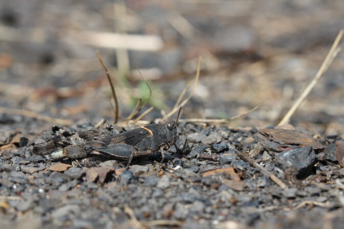 Oedipoda caerulescens JP 3