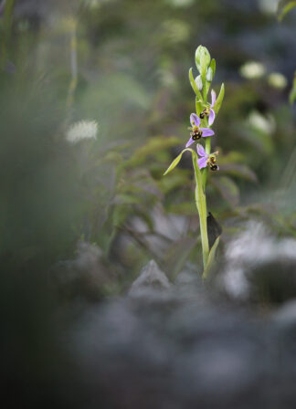 Ophrys apifera Eliott Leclerq