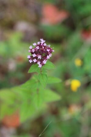 Origanum vulgare JPH