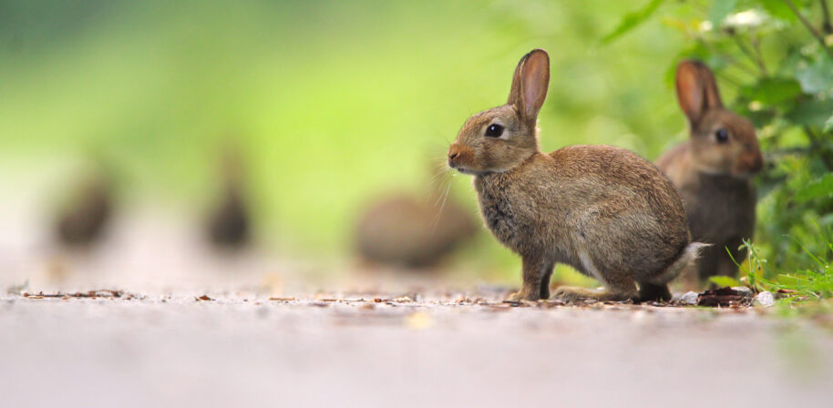 Oryctolagus cuniculus Eliott Leclerq 3