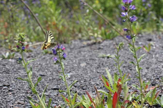 Papilio machaon JP