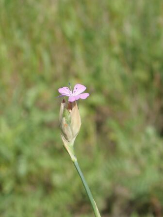 Petrorhagia prolifera MB