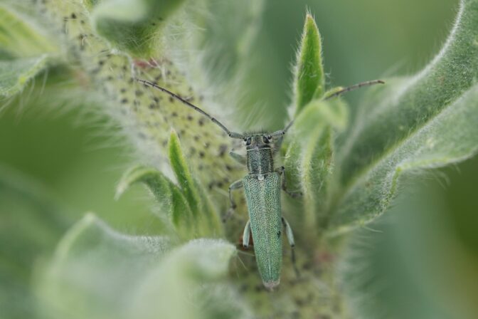 Phytoecia coerulescens JP