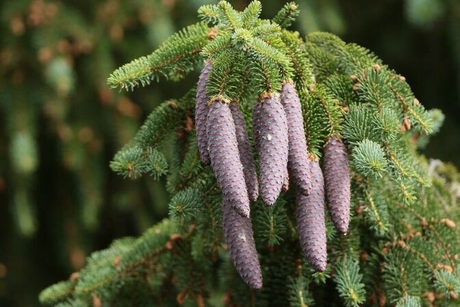 Picea abies Vandeputte Christian