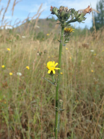 Picris hieracioides MB