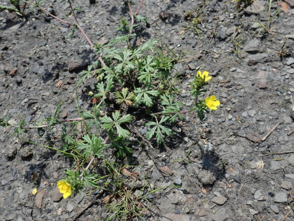 Potentilla argentea JP