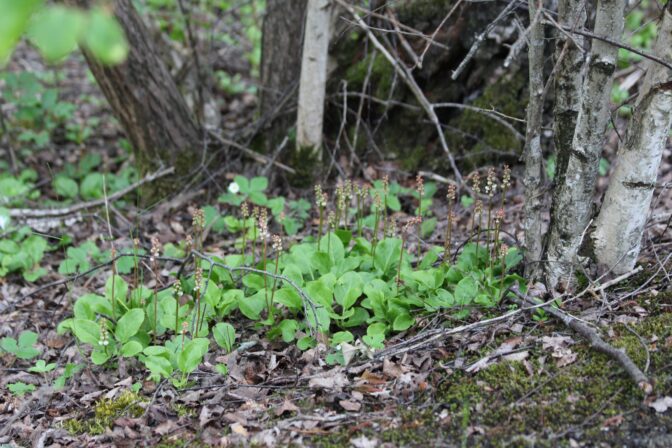 Pyrola minor JP