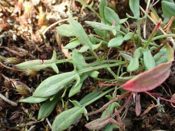 Rumex acetosella Matthieu Fabry