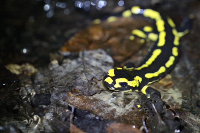 Salamandra salamandra JP
