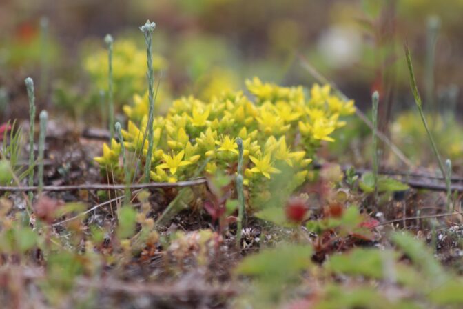 Sedum acre JP