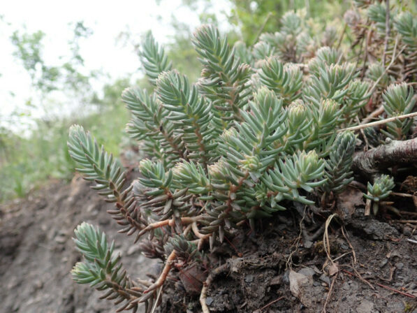 Sedum rupestre JP