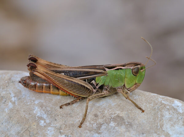 Stenobothrus lineatus GS