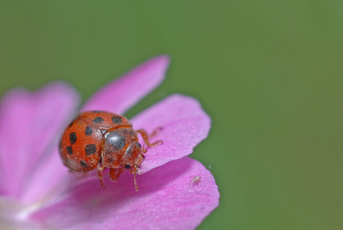 Subcoccinella vigintiquatuorpunctata GS