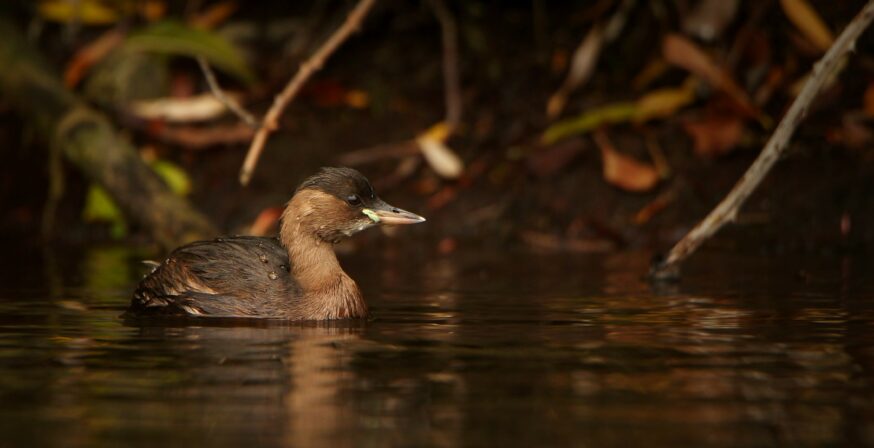 Tachybaptus ruficollis Eliott Leclerq 1