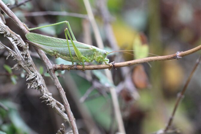 Tettigonia viridissima JP