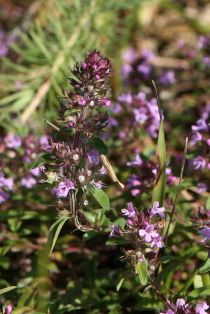 Thymus pulegioides subsp pulegioides L 1753 DIGITAL Philippe Housset