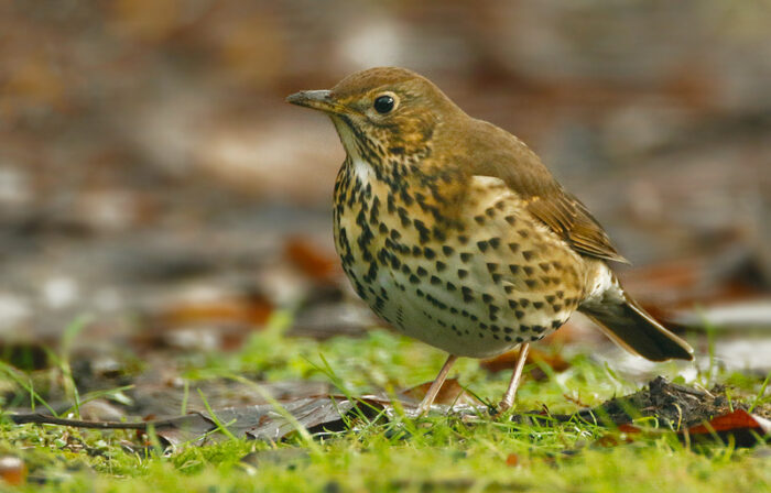 Turdus philomenos c Herman Blockx CC BY NC ND