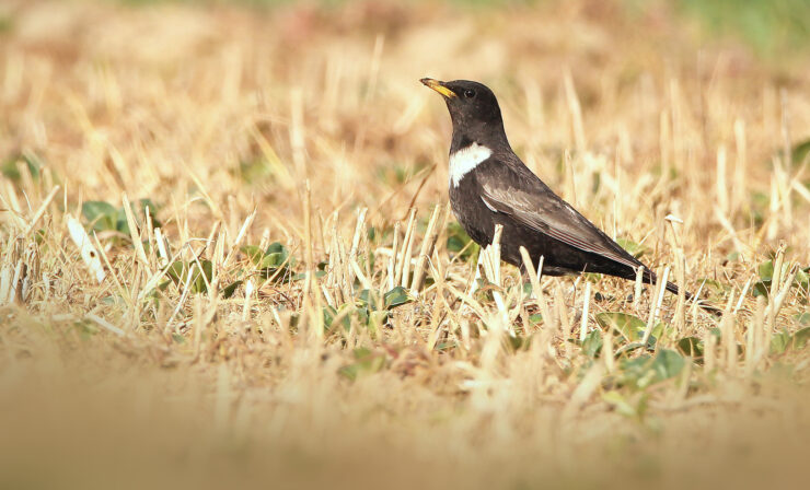 Turdus torquatus Eliott Leclerq 2