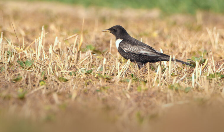 Turdus torquatus Eliott Leclerq