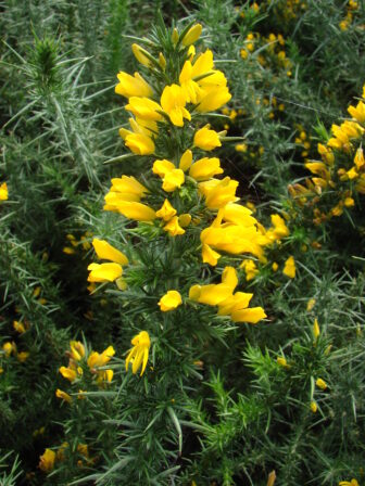 Ulex europaeus DIGITAL Toussaint Benoît