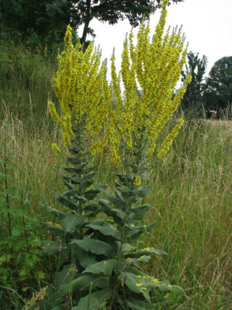 Verbascum lychnitis DIGITAL Buchet Julien