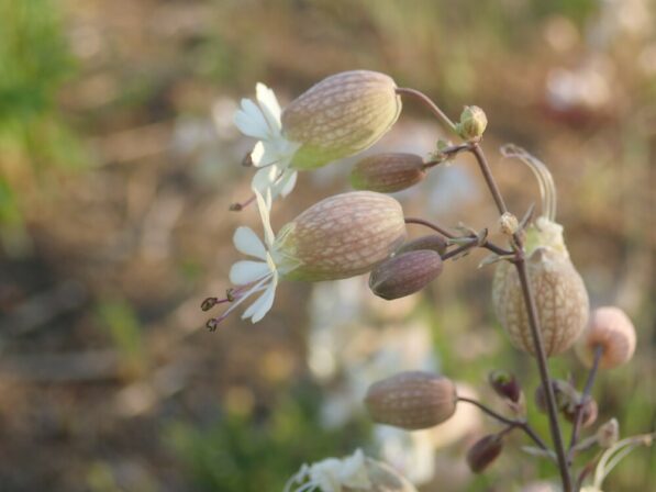 Silene vulgaris MB