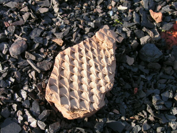 Lépidodendron Anderlues