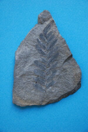 Neuropteris