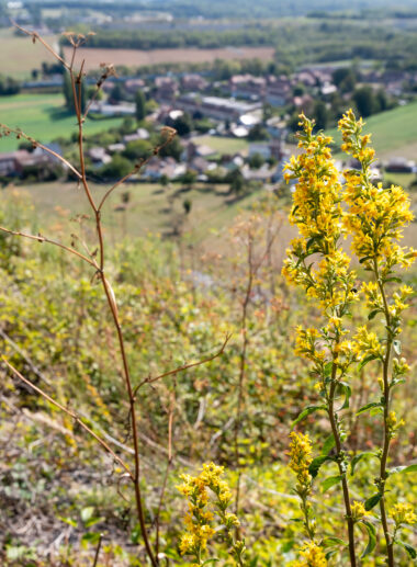 Terril du Boubier 38