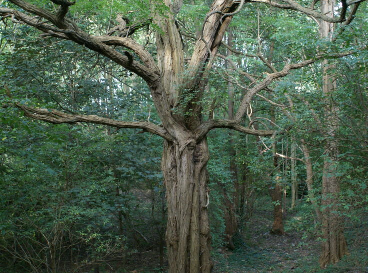 Arbre 28 juin 2025